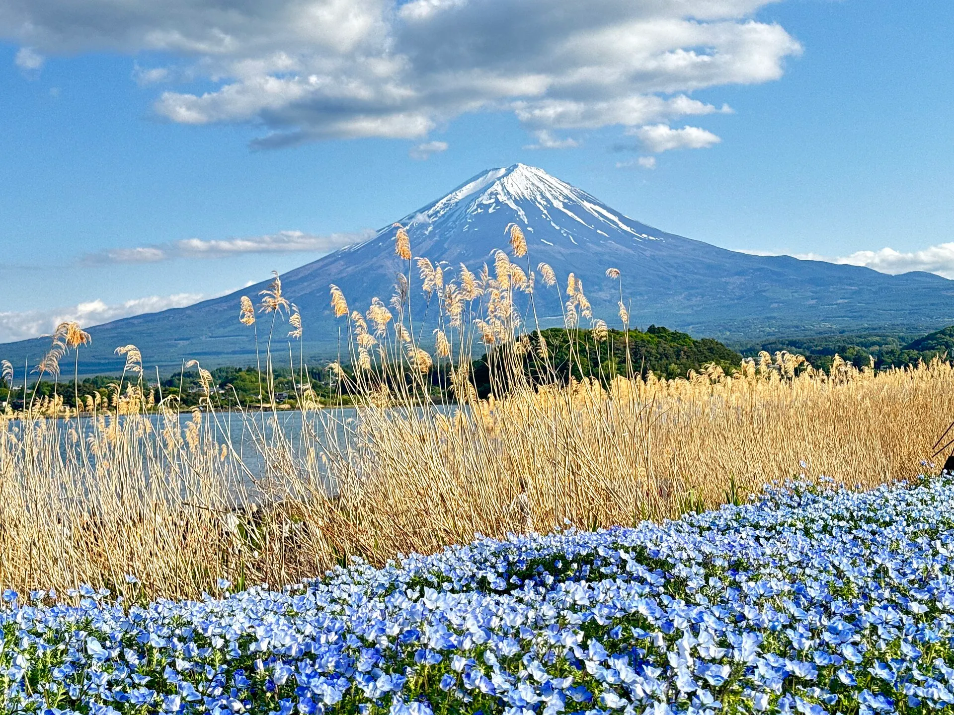 青いネモフィラの花畑の向こうにそびえる富士山