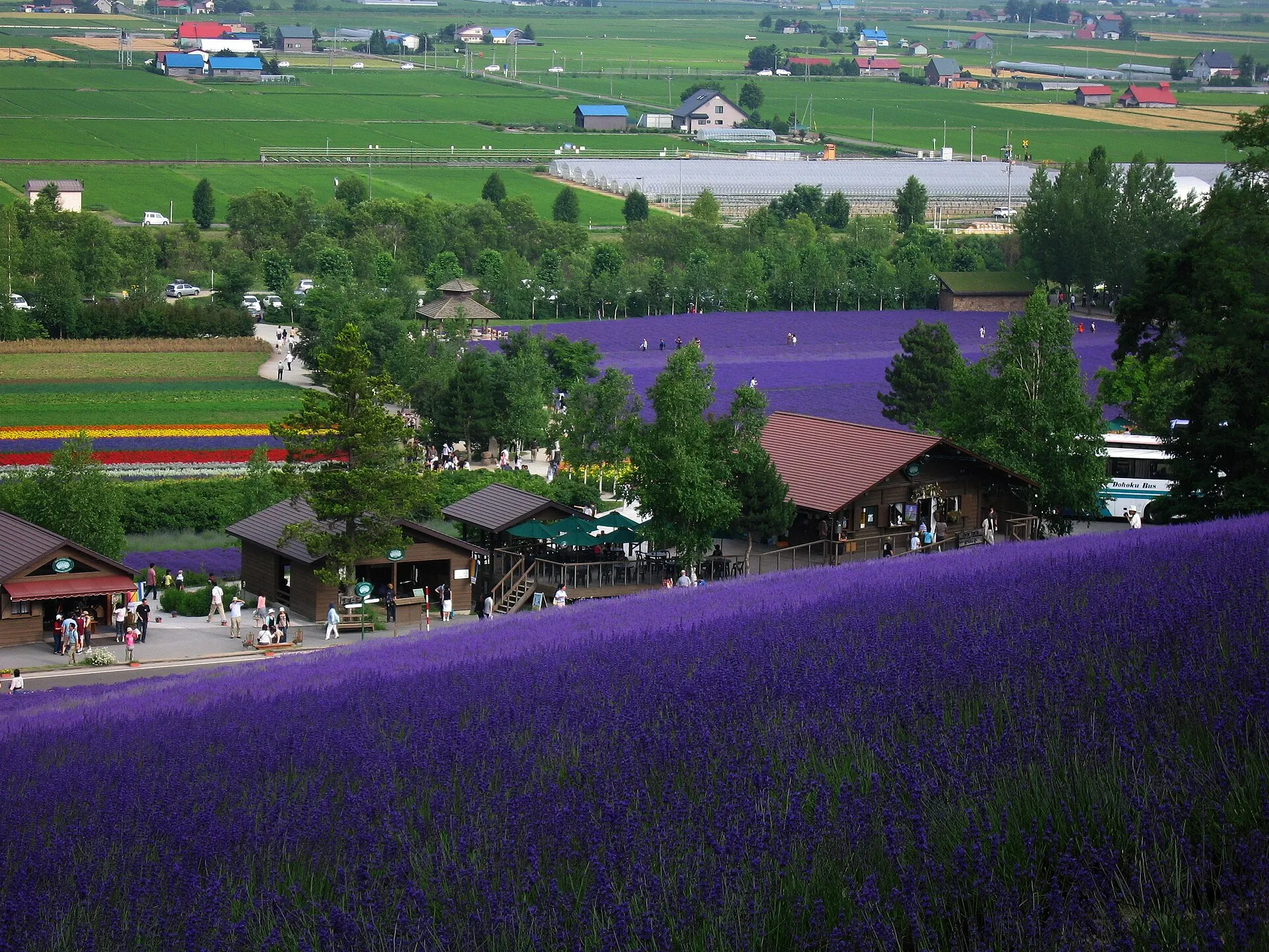 ラベンダー畑と花畑の向こうに広がる富良野の丘