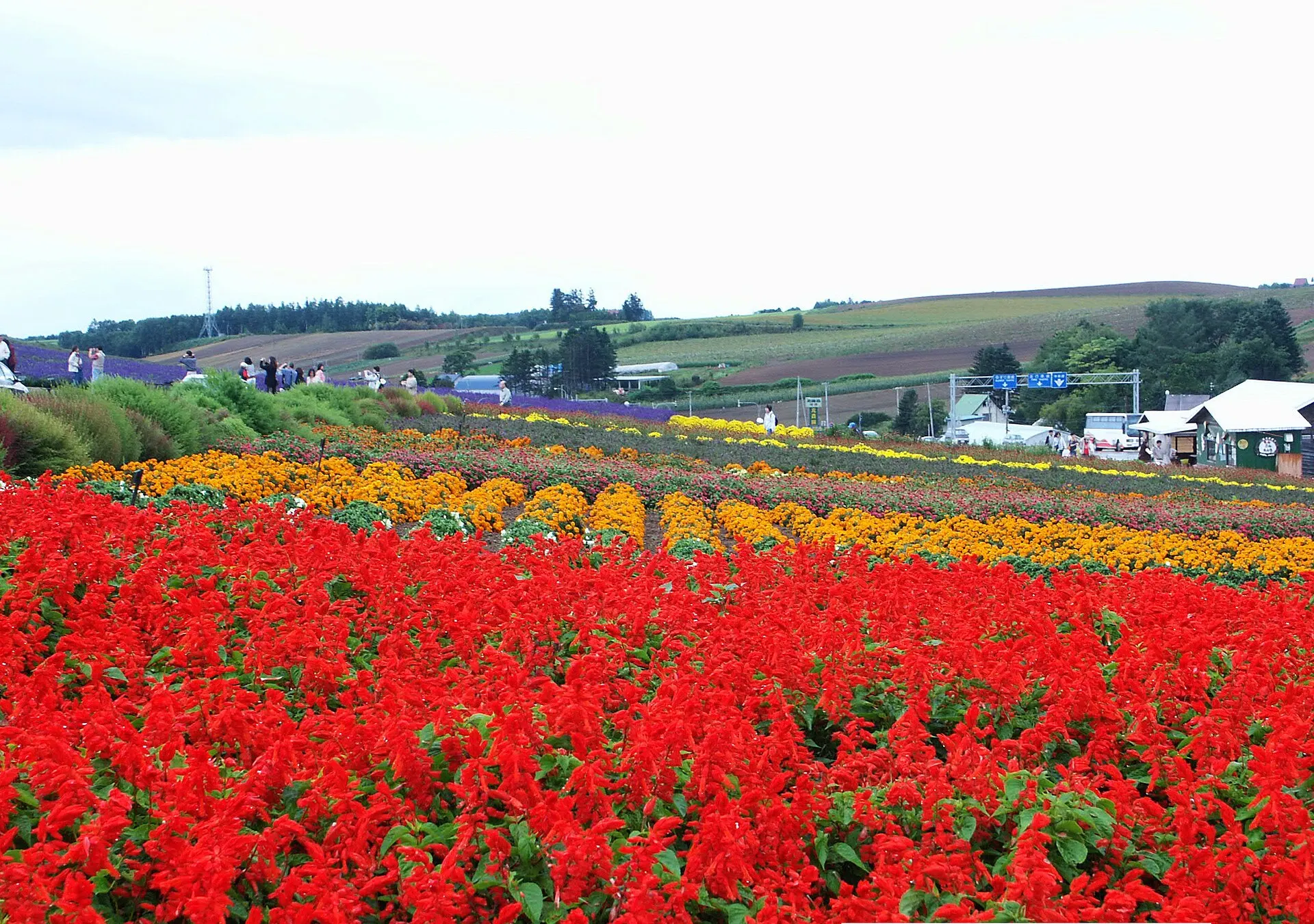 赤やオレンジの花の帯が続く花畑