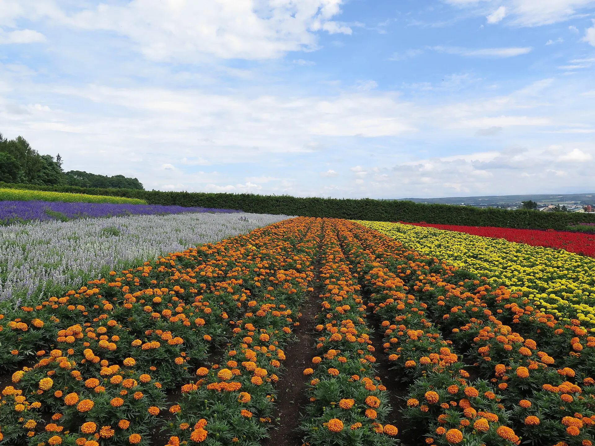 マリーゴールドの畝が連なる花畑