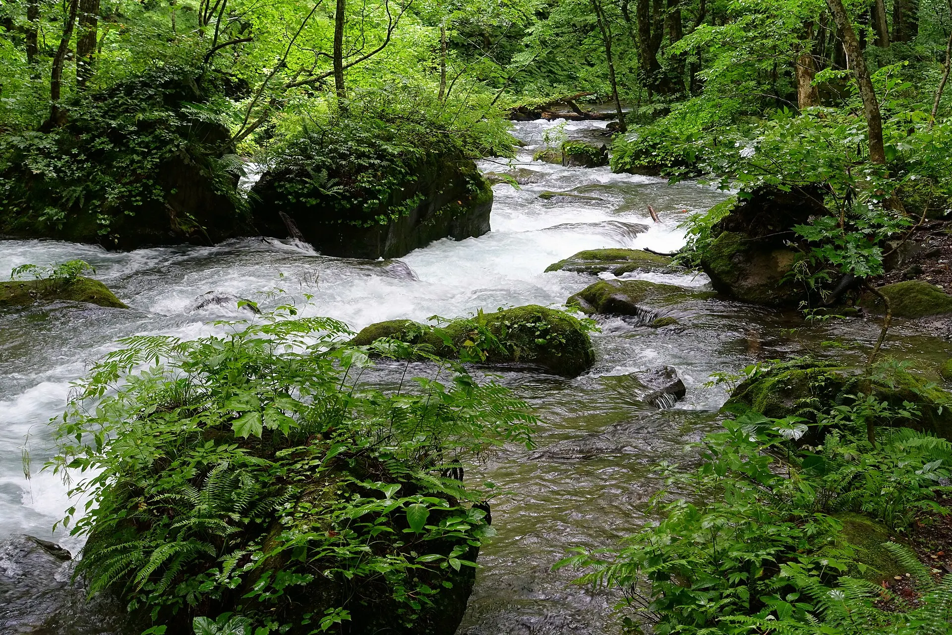 苔の岩が点在する奥入瀬渓流