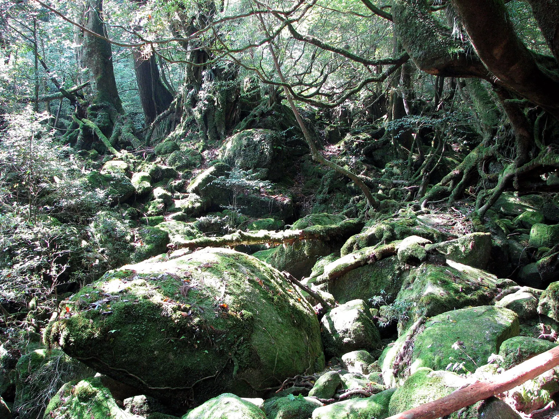 苔に覆われた岩と木々が重なる屋久島の森
