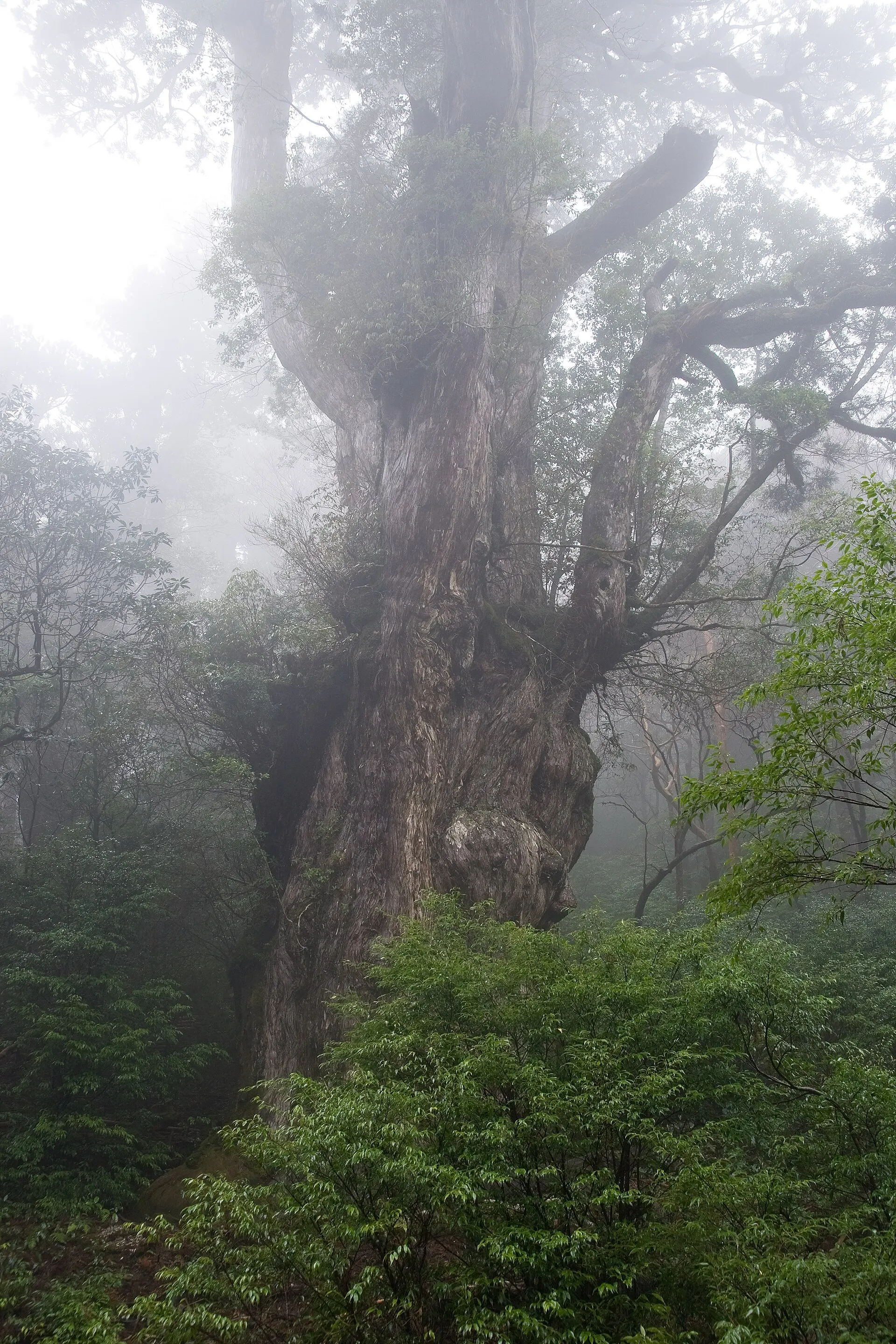 霧の森に立つ縄文杉