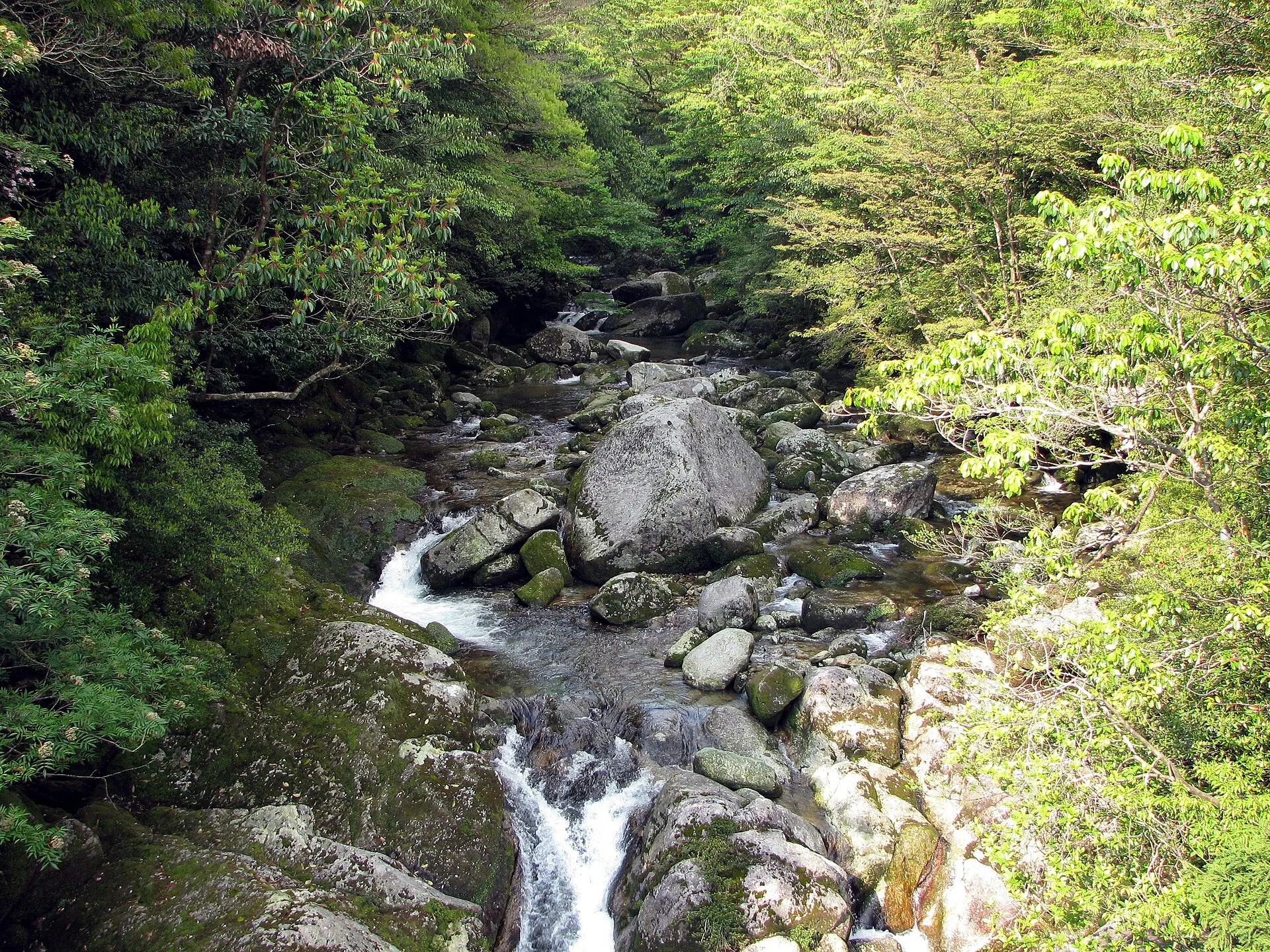 渓流と苔むした岩の渓谷