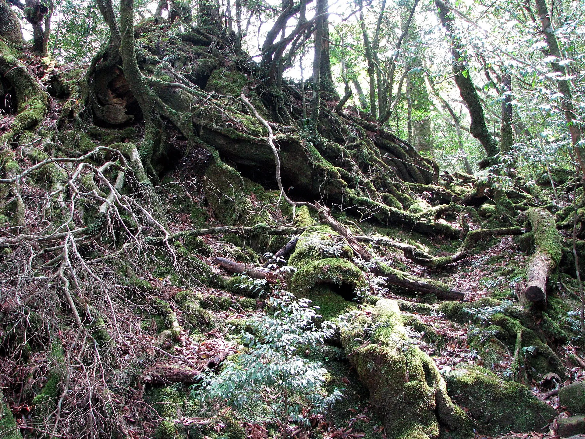 木の根と苔が絡み合う森の小道